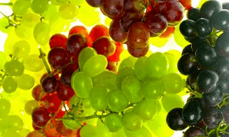 prehranska korekcija krčnih žil